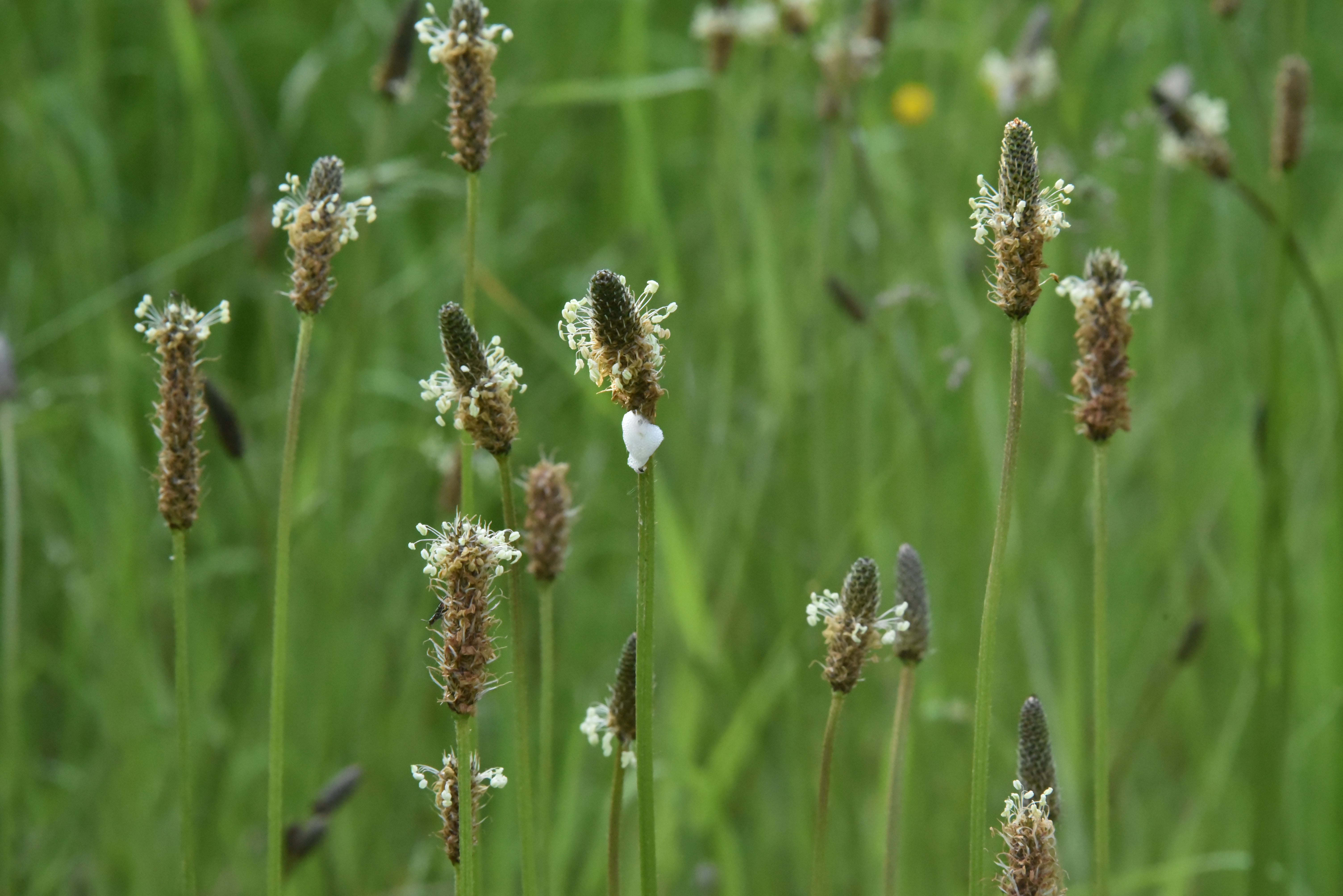 Plantago lanceolataSmalle weegbree bestellen